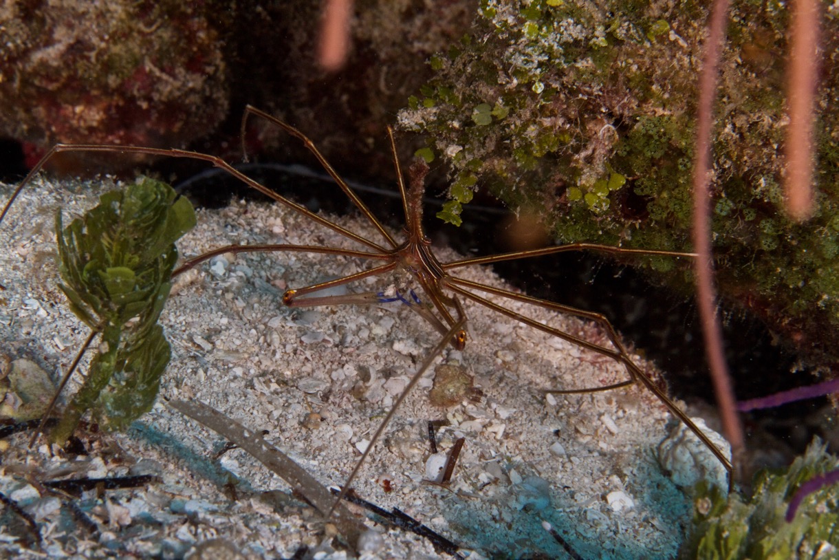 2014-07-20 Bahamas2014D1D4 464.jpg