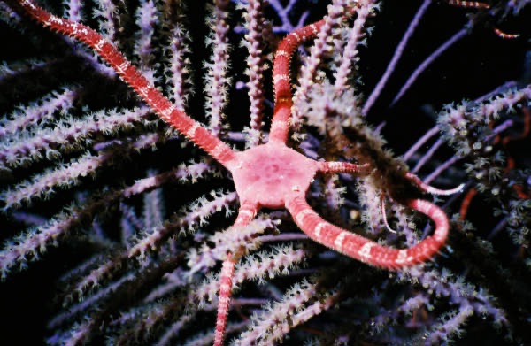 CayLobos03009.jpg