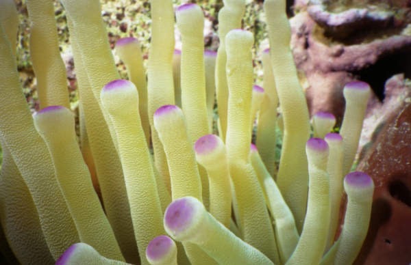 CayLobos03042.jpg