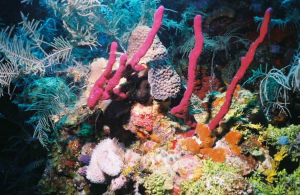 CayLobos03043.jpg