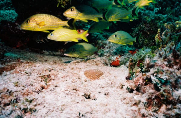 CayLobos03068.jpg