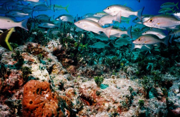 CayLobos03070.jpg