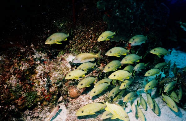 CayLobos03071.jpg