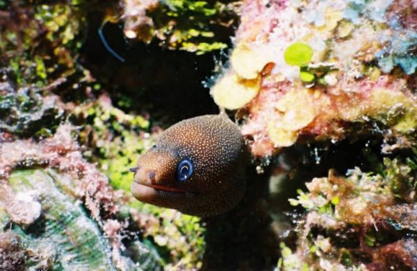 CayLobos03075.jpg