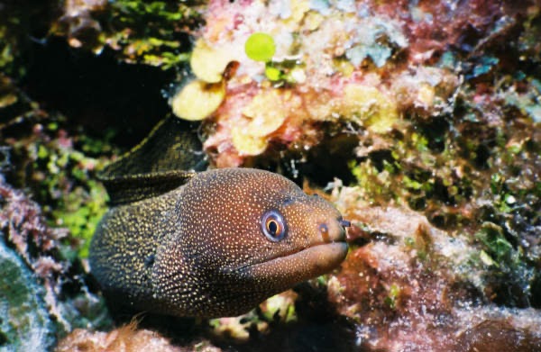 CayLobos03076.jpg