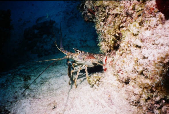 CayLobos03079.jpg