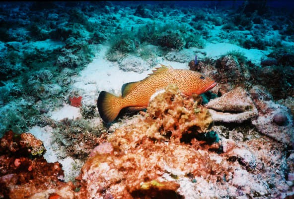 CayLobos03084.jpg