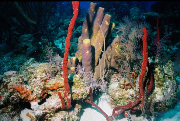 CayLobos03091.jpg