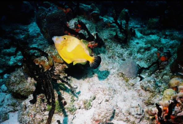 CayLobos03095.jpg