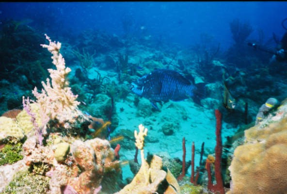 CayLobos03096.jpg