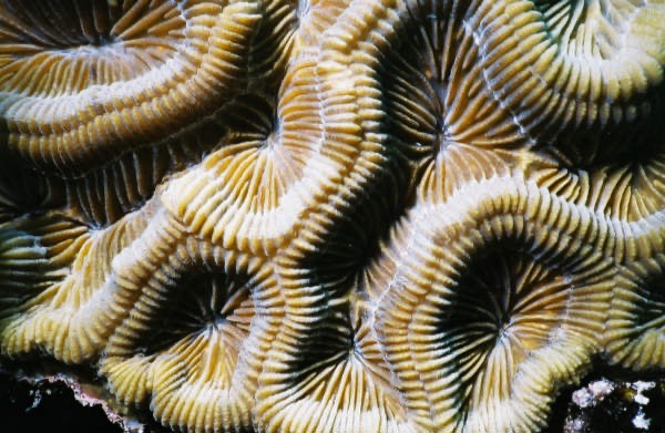 CayLobos03097.jpg