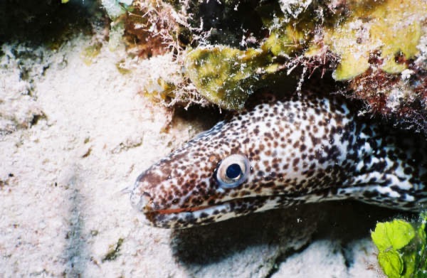 CayLobos03098.jpg