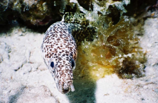 CayLobos03104.jpg