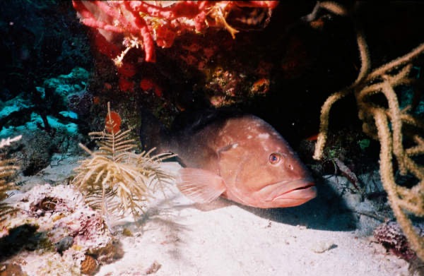 CayLobos03127.jpg