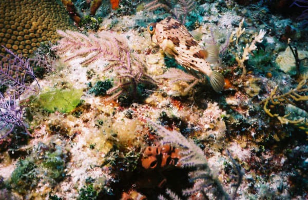 CayLobos03164.jpg