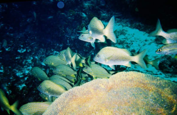 CayLobos03174.jpg