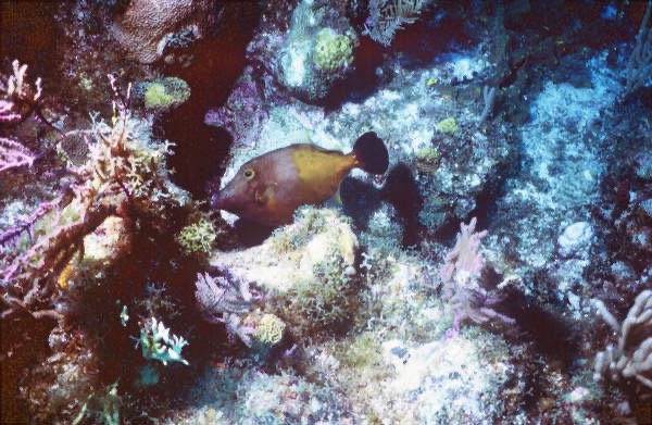 CayLobos03225.jpg