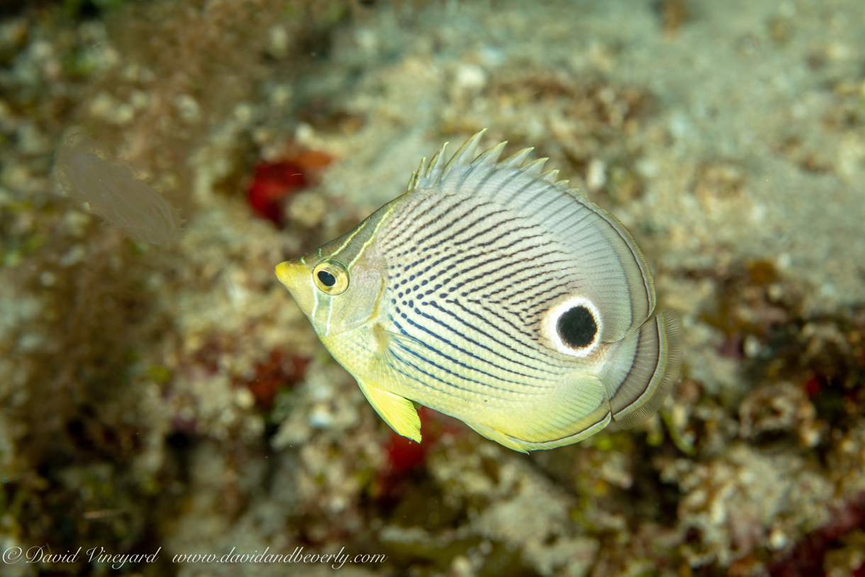 20180909-Roatan_D1D1-18.jpg