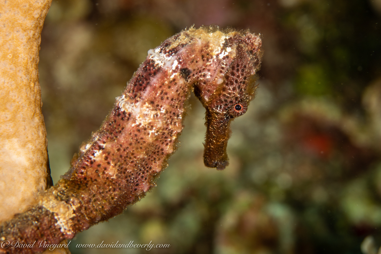 20180909-Roatan_D1D1-41.jpg