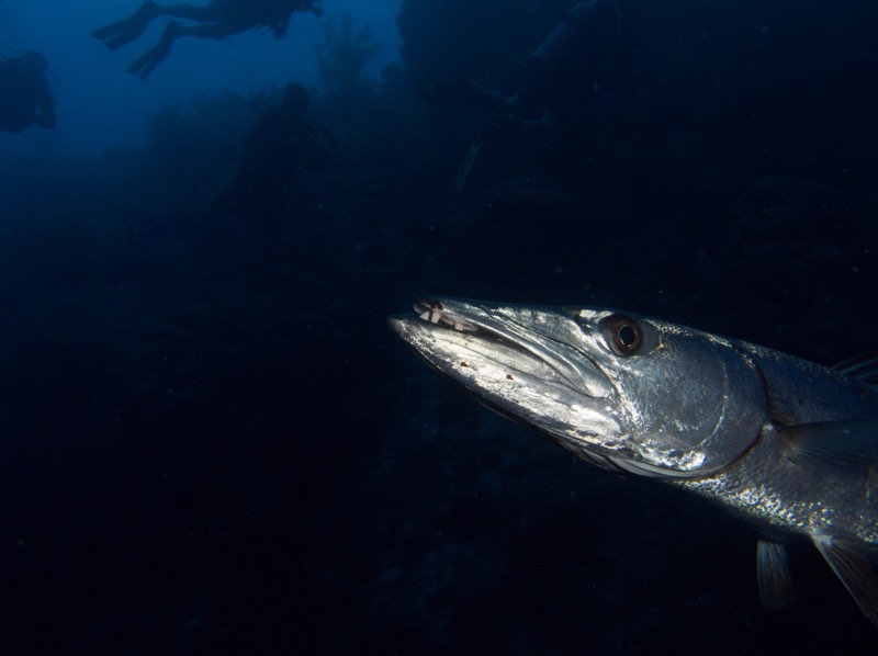 Belize 2010 D1D3 3.jpg