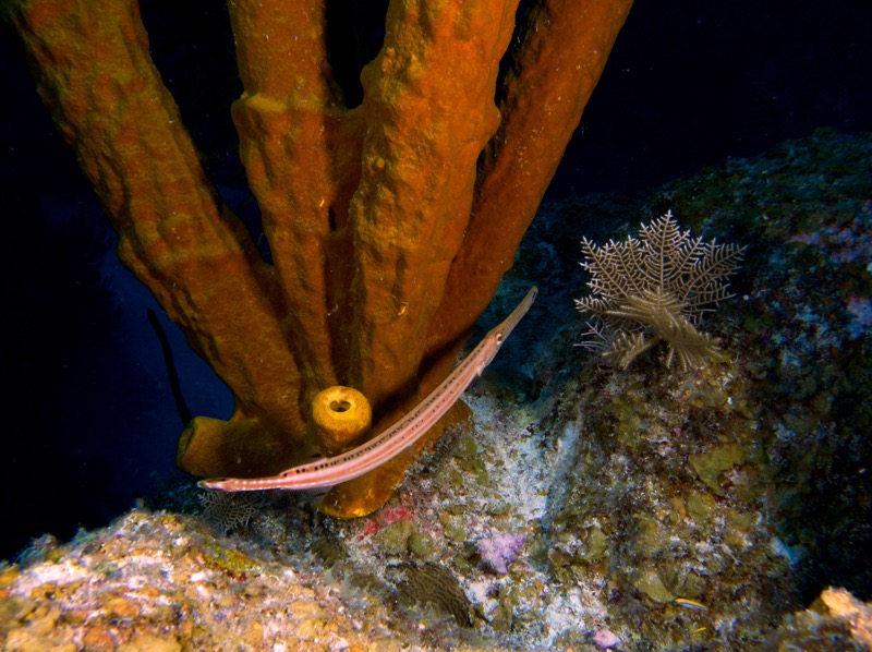 Belize 2010 D1D3 8.jpg