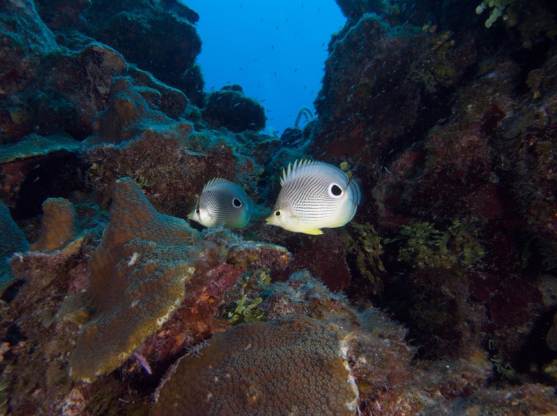 Belize 2010 D1D3 9.jpg