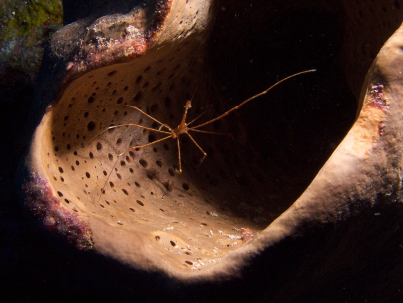 Belize 2010 D1D4 10.jpg