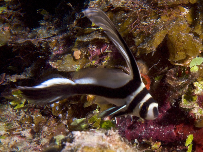 Belize 2010 D1D4 15.jpg