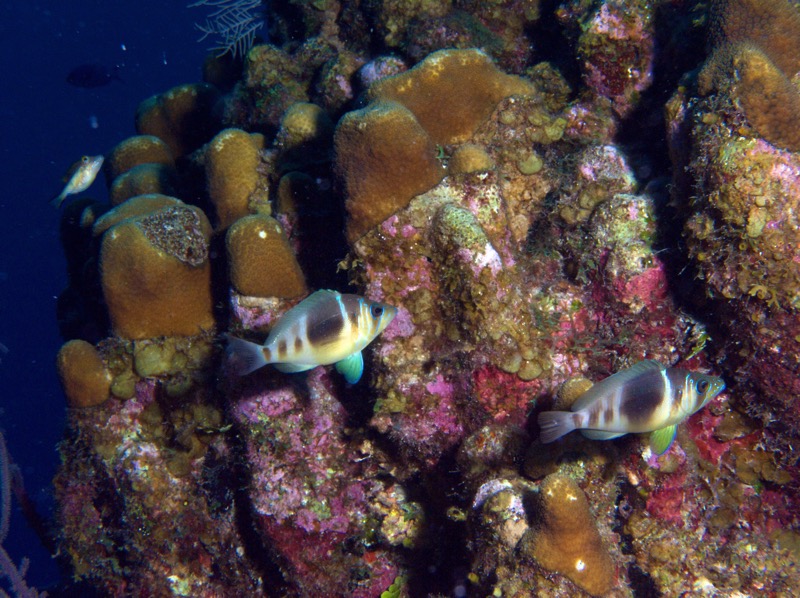 Belize 2010 D1D4 18.jpg