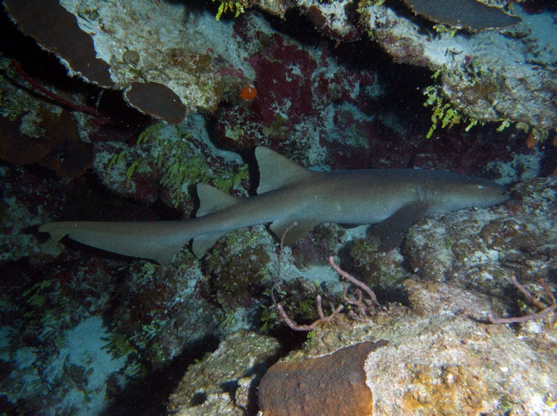 Belize 2010 D1D4 7.jpg