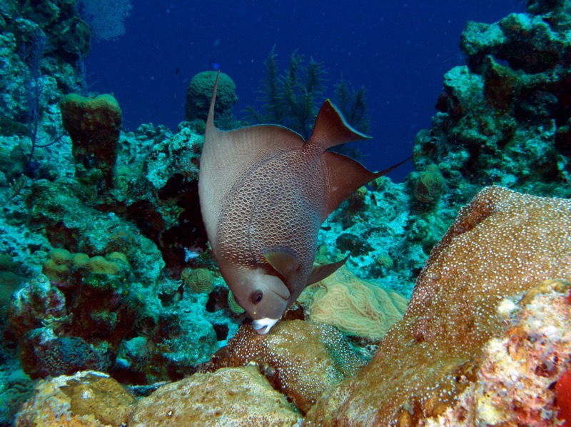 Belize 2010 D2D1 10.jpg