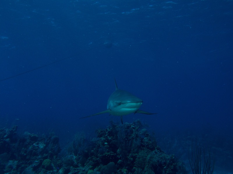 Belize 2010 D4D1 10.jpg