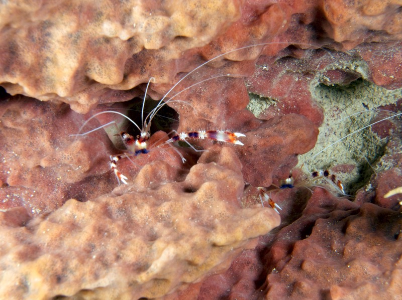 Belize 2010 D5D3 6.jpg