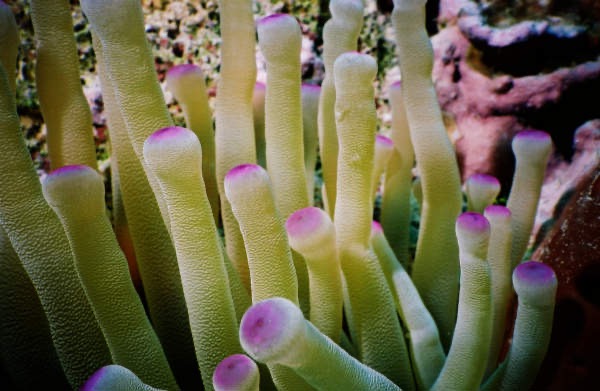 CayLobos03044.jpg