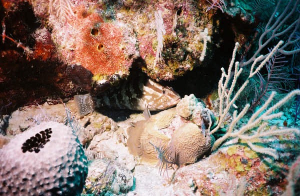 CayLobos03048.jpg