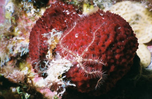 CayLobos03056.jpg