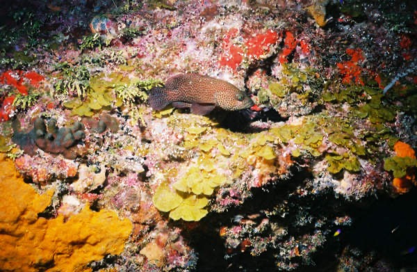 CayLobos03062.jpg