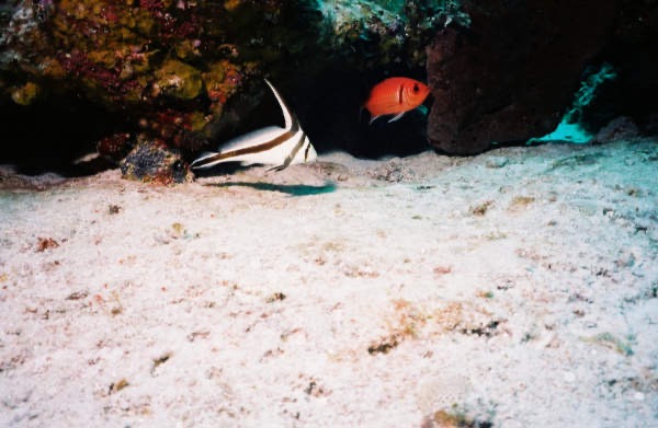 CayLobos03067.jpg