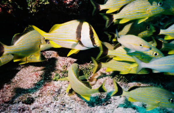 CayLobos03074.jpg