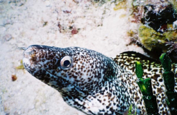 CayLobos03099.jpg