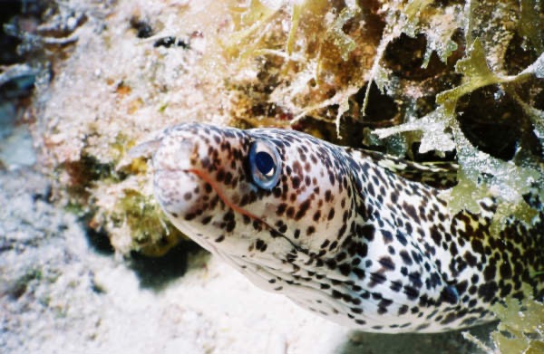 CayLobos03105.jpg