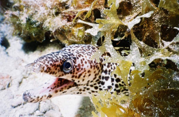 CayLobos03106.jpg