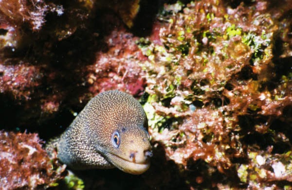 CayLobos03108.jpg