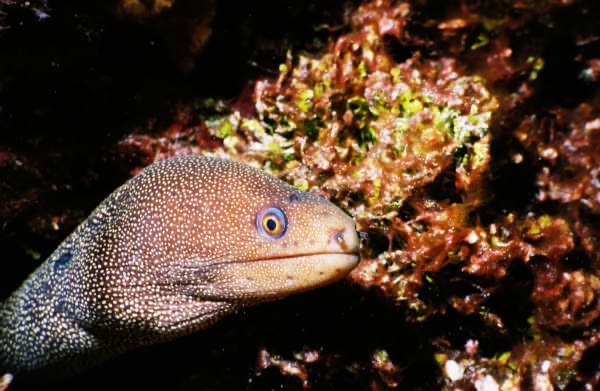 CayLobos03109.jpg