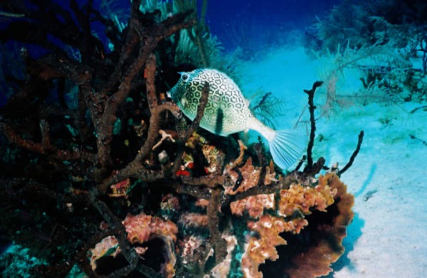 CayLobos03149.jpg