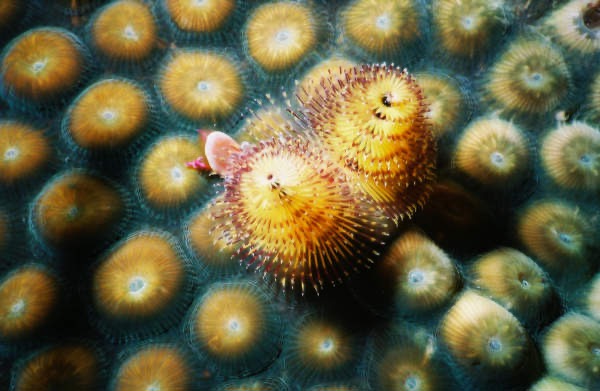 CayLobos03173.jpg