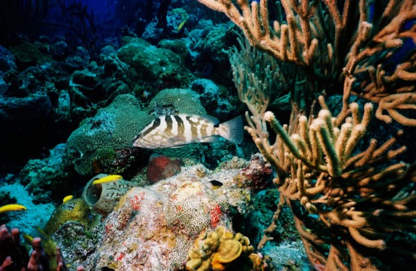 CayLobos03205.jpg