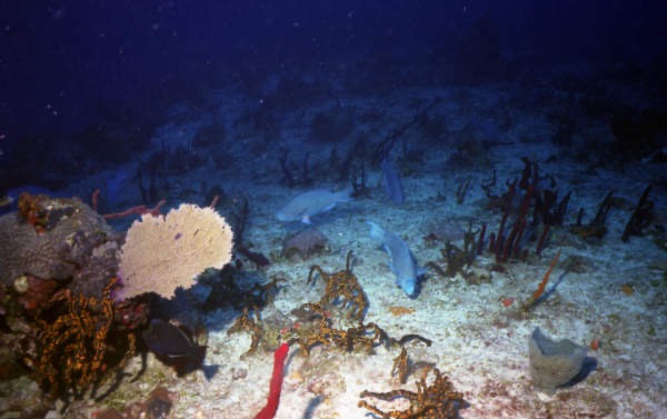 CayLobos03235.jpg