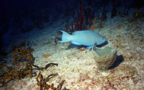 CayLobos03236.jpg