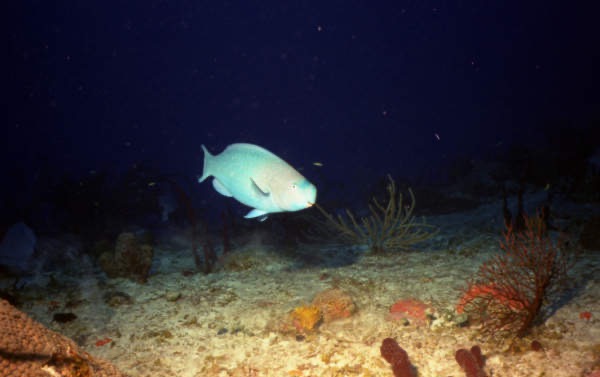 CayLobos03237.jpg